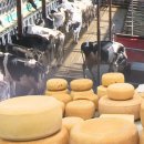 청솔목장 이미지