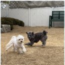 여기오개 이미지