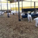 신덕목장 이미지