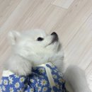 런닝펫