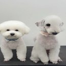할로훈트 이미지