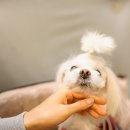 이태원 수제버거 네이버블로그