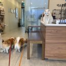 미소돌봄동물병원 | 안산 ‘미소돌봄동물병원’ 첫방문 후기