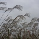 하얀쪽배 이미지