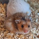 골든PC클럽 이미지