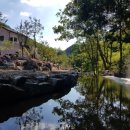 초리 포레스트 이미지