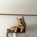 벵갈캣 고양이를 찾습니다. 수원시 장안구 성균관대학교 자연과학캠퍼스 부근 율전동에서 실종! 이미지