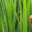 선인농장 이미지