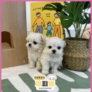 퍼피댕 강아지분양 안심분양소 청주점 말티푸미니비숑토이푸들 이미지