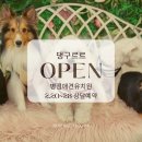 댕구르르 유치원 | [병점애견유치원]댕굴들과의 만남과 상담소식