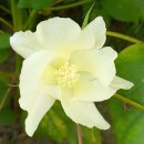 목화(아) 이미지