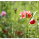 레드클로버 이미지