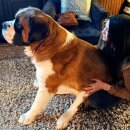 미다스펫 이미지