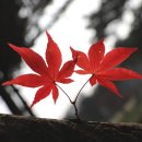 불암산로59번길 이미지