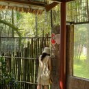 비고리조트 16 | 푸꾸옥 자매여행 DAY2 : 빈펄사파리 자세한 후기(feat.카피바라💛) / 맛집(꼬어이, 마담후에프루트)