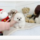 유앤미펫 강아지분양 고양이분양 위례점 이미지