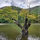 청송중앙산 국립공원 ~주산지~용주골 이미지