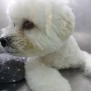 보우동물병원 이미지