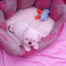 미스터독 이미지