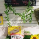 핑크펫 | #다이소펫블럭 제가 한 번 해볼께여! #도베르만#시츄#말티즈#취미