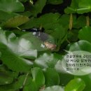 화양초등학교 이미지