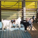 햇살 염소농장 이미지