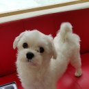 뿌리네 애견샵 이미지