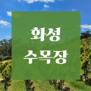 수목장 | 화성 수목장 가격 비교 실제 방문 후기와 선택 기준