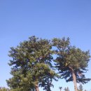 큰소낭 작은돌집 이미지