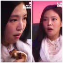 반려동물의상제작 이미지