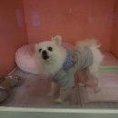 몽이몽실애견 네이버블로그