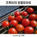 토마토어린이집 | 다이소 방울토마토 아이 정서안정을 위한 원예치료 후기 with 어린이집 방울토마토