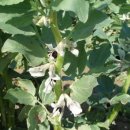 농서로L | 잠두(蠶豆)[동의보감]