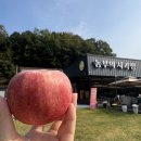 동료 청년창업가 체험 프로그램 '사과청 만들기'