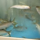 월봉시장 이미지