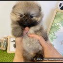 이쁜 댕댕이 이미지