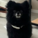 댕구르미 이미지