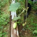 딸부자집 이미지