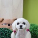 베베펫 천안 애견미용 이미지