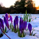 눈속에피는꽃 이미지