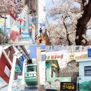 닥밭골 벽화마을 | 부산 벚꽃 명소 닥밭골 벽화마을 모노레일 부산역 가볼만한곳