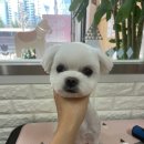 아롱애견미용실 이미지