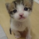 CAT Daum카페