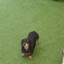 486독캠프 | 부산애견호텔 486독캠프 남구점 후기