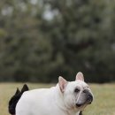 넥서스켄넬 이미지