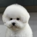 멍털연구소 이미지