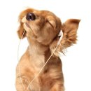 행복한강아지 이미지