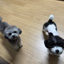 동그랑댕 | [듀먼] 강아지 자연화식, 펫밀크, 동그랑댕, 치킨텐더 :: 내돈내산 급여 후기