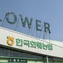 [일산/고양] 고양화훼단지 한국화훼농협 케이플라워 후기