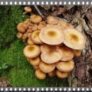 자연의 버섯종류 이미지